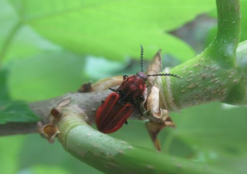 Anostirus purpureus
